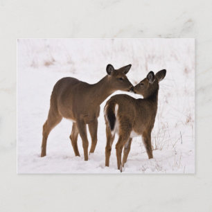 Mijn moeder houdt van me briefkaart