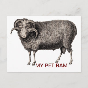 MIJN PET RAM BRIEFKAART
