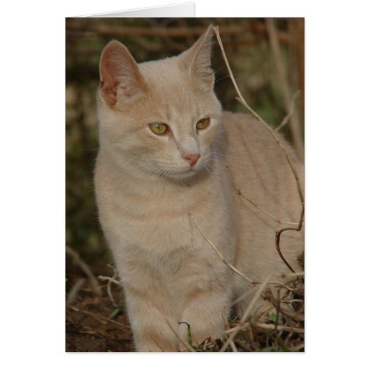 Mijn Rascal (Voorkant)