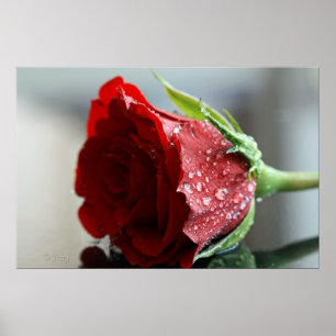 Mijn Roos van Birthday. Poster