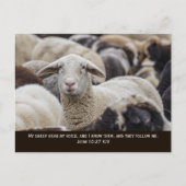 Mijn schaap hoort mijn stem, Johannes 10:27, Briefkaart (Voorkant)
