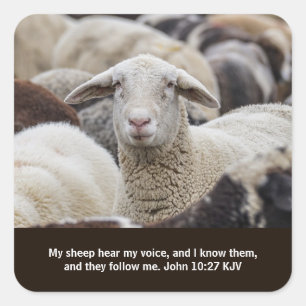 Mijn schaap hoort mijn stem, scripts, schapen in b vierkante sticker