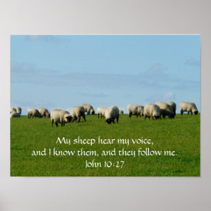 Mijn Schapen Horen Mijn Stem Poster