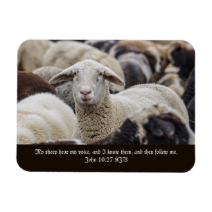 Mijn schapen horen mijn stem, Schrift, Schapen in Magneet