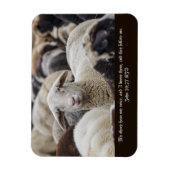 Mijn schapen horen mijn stem, Schrift, Schapen in Magneet (Verticaal)