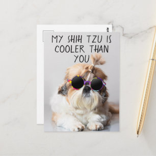 Mijn Shih Tzu Is Koeler Dan Jouw Zonnebril Foto Briefkaart