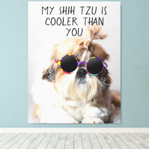 Mijn Shih Tzu is koeler dan jouw zonnebril foto Canvas Afdruk