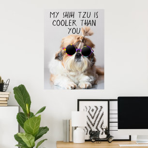 Mijn Shih Tzu is koeler dan jouw zonnebril foto Poster