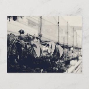 Mijn Singapore: Gezondheidsgebieden Serie #6 Briefkaart