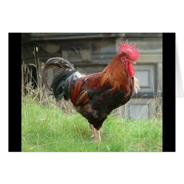 Mijn spullen ruwen (Voorkant Horizontaal)
