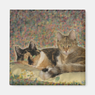 Mijn Sweet Katten magneet