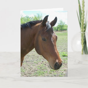 Mijn vriend, het paard kaart