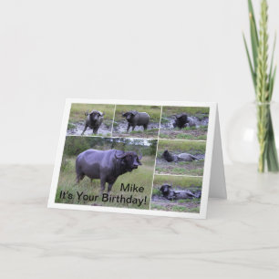 Mike Happy Birthday Cape Buffalo Mud Bath Kaart