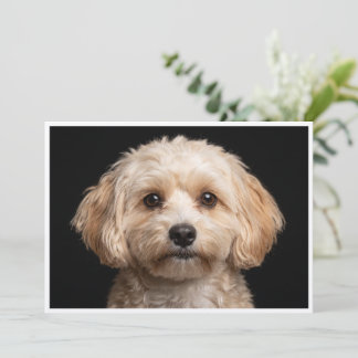 Miki-hond geïsoleerd op zwarte achtergrond kaart