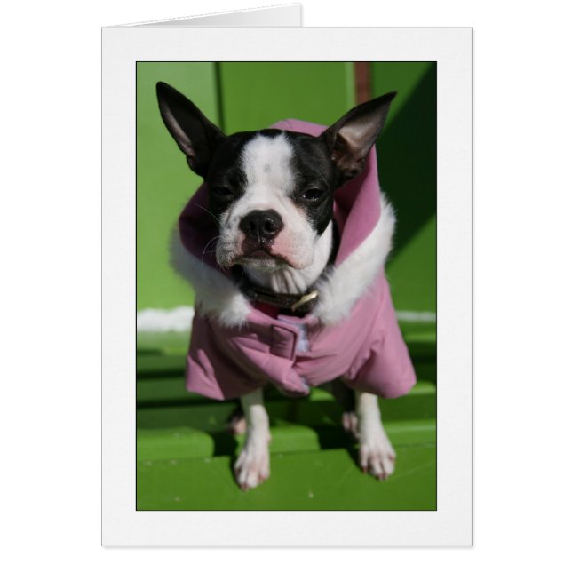 Miley dans le froid (Devant)