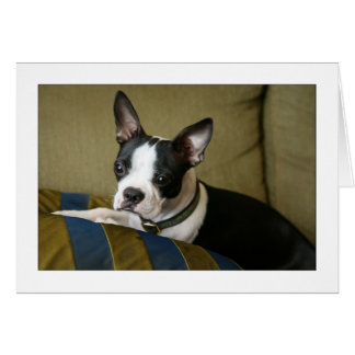Miley the Boston Terrier Puppy