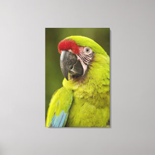 Militaire Ara Canvas Afdruk