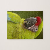Militaire Macaw Legpuzzel (Horizontaal)