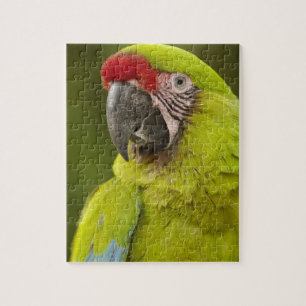 Militaire Macaw Legpuzzel