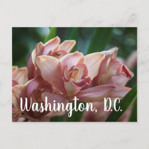 Milk Tea Orchid Washington D.C. Briefkaart