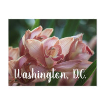 Milk Tea Orchid Washington D.C.