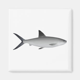 Milkfish Magnet Magneet