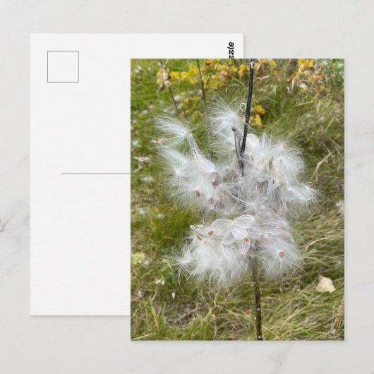 Milkweed | Botervlieg | Briefkaart (Voorkant / Achterkant)