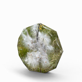 Milkweed | Botervlieg | Fotoblokken