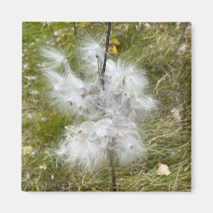 Milkweed   Botervlieg   Magneet