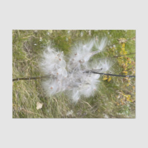 Milkweed   Botervlieg   Tissuepapier