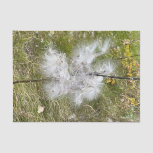 Milkweed | Botervlieg | Tissuepapier (Voorkant)