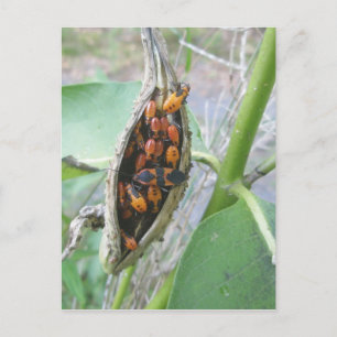 Milkweed Bugs Briefkaart