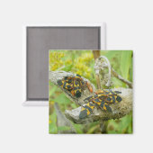 Milkweed Bugs Family #1 Magnet Magneet (Voorkant / Achterkant)