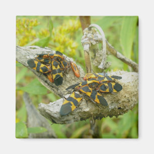 Milkweed Bugs Family #1 Magnet Magneet