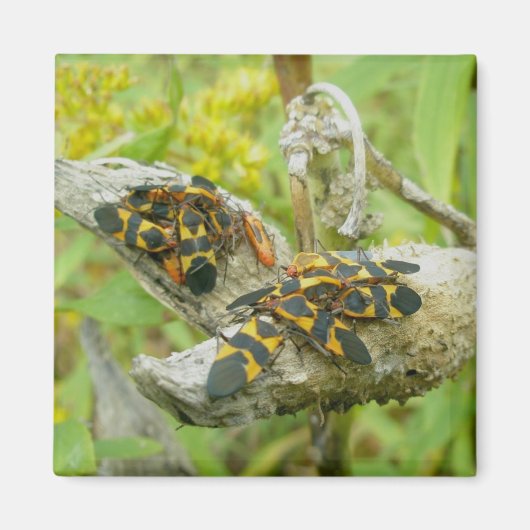 Milkweed Bugs Family #1 Magnet Magneet (Voorkant)