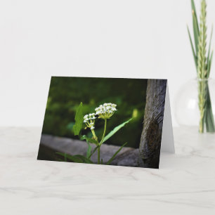 Milkweed, carte