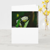 Milkweed, carte (Fleur jaune)