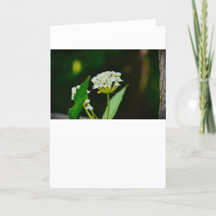 Milkweed, carte