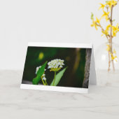 Milkweed, carte (Fleur jaune)