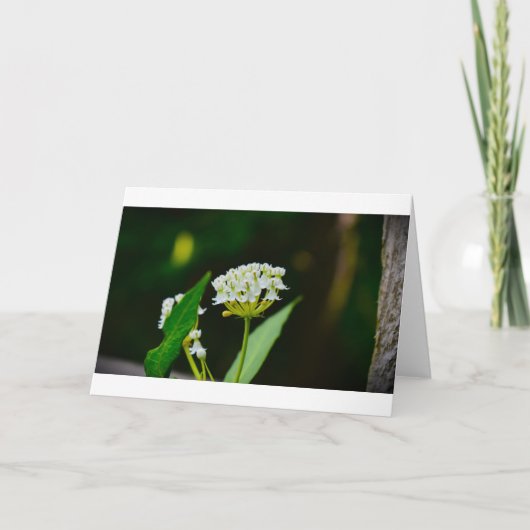 Milkweed, carte (Devant)