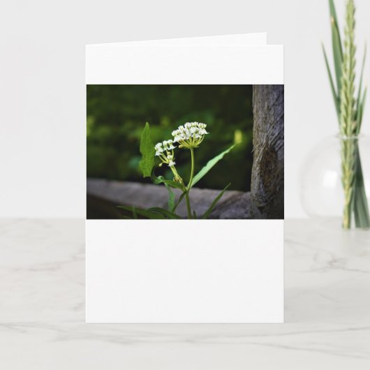 Milkweed, carte (Devant)