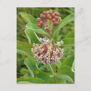Milkweed is briefkaart