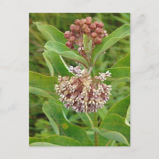 Milkweed is briefkaart (Voorkant)