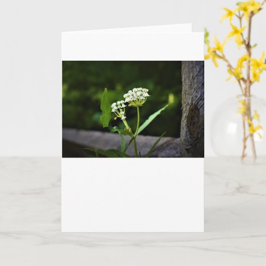 Milkweed, kaart (Gele Bloem)