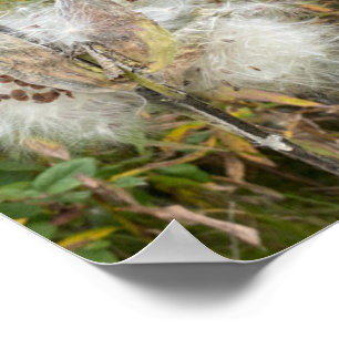 Milkweed Natuurlijke Poster