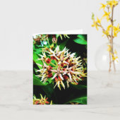 Milkweed Notecard Kaart (Gele Bloem)