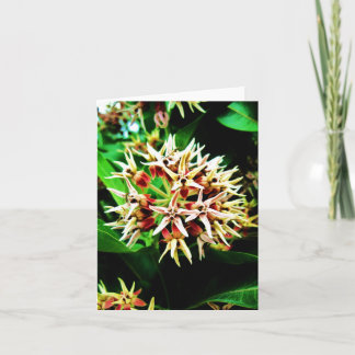Milkweed Notecard Kaart