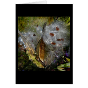 Milkweed Pod Frenzy