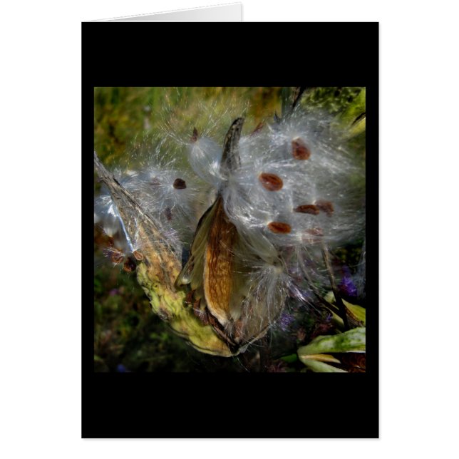 Milkweed Pod Frenzy (Devant)