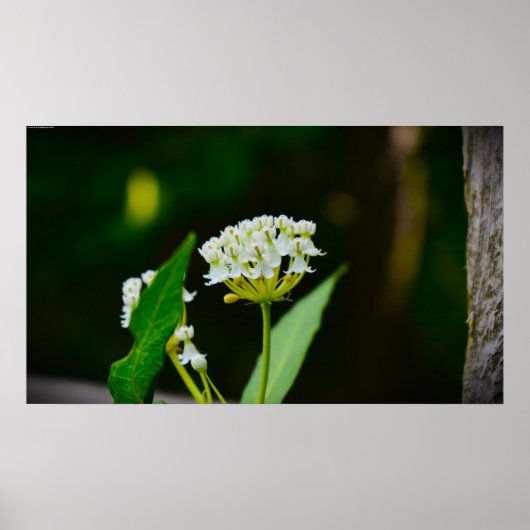 Milkweed, Poster (Voorkant)
